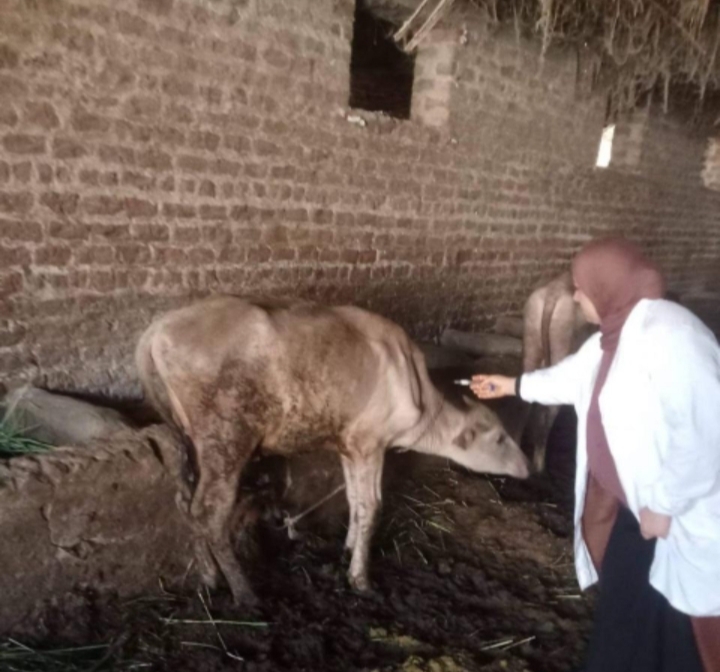 جانب من التحصين&nbsp;