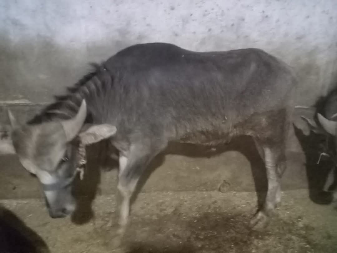 اسعار العجول الجاموسي