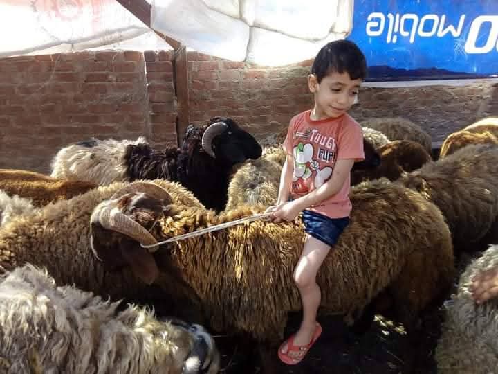 اسعار الأضاحي