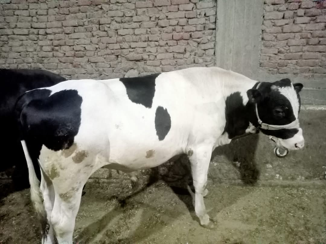 اسعار العجول البقري