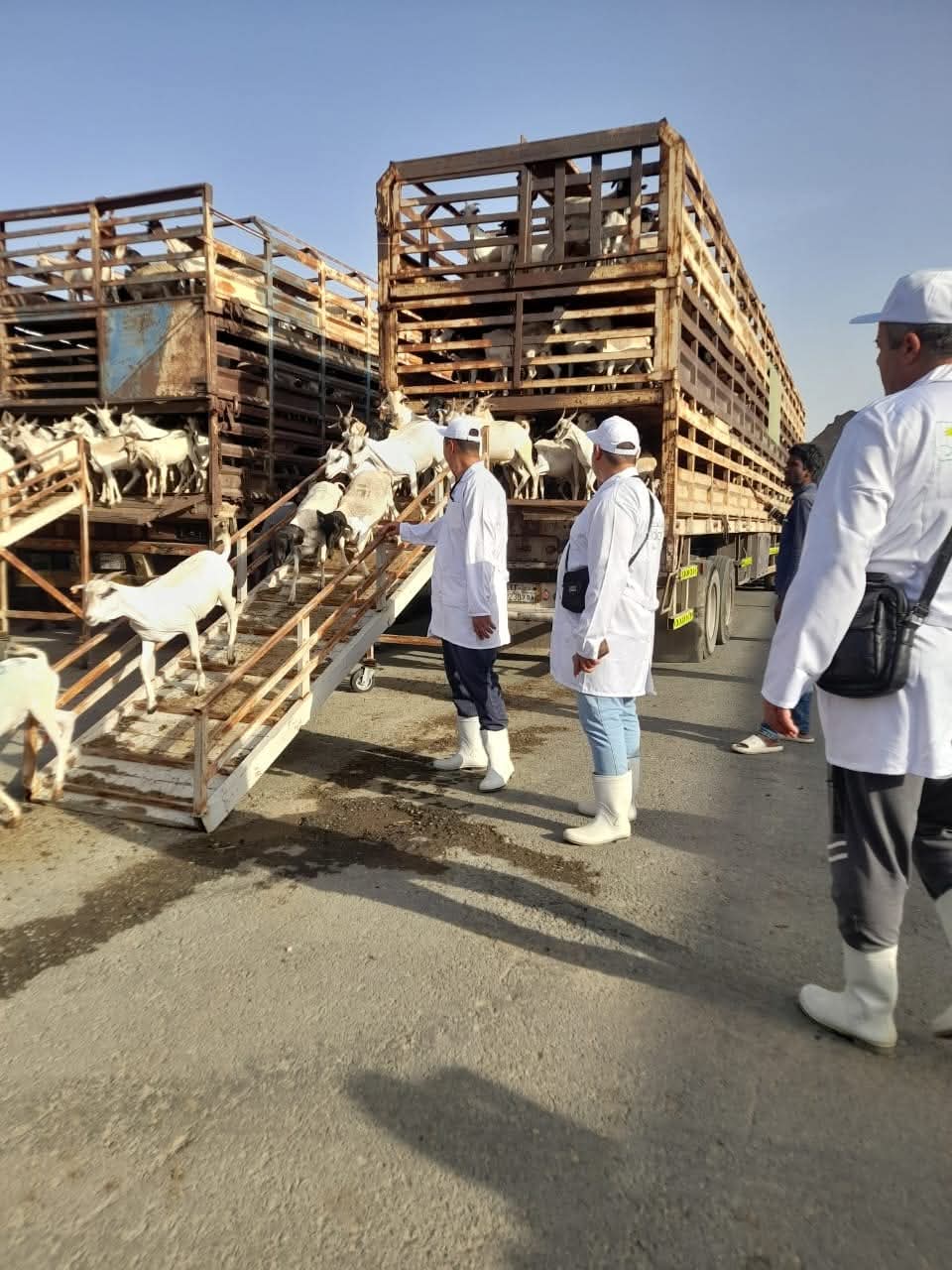 متابعة وزير الزراعة للأطباء البيطريين