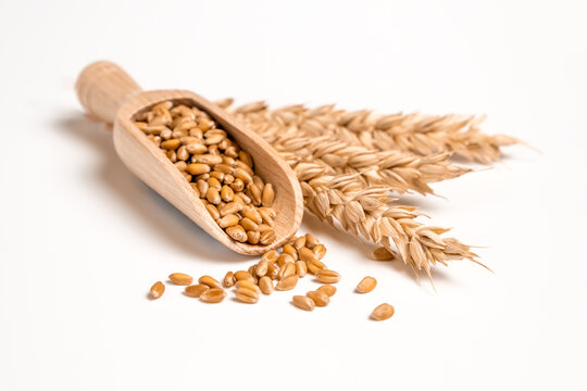 سعر القمح
