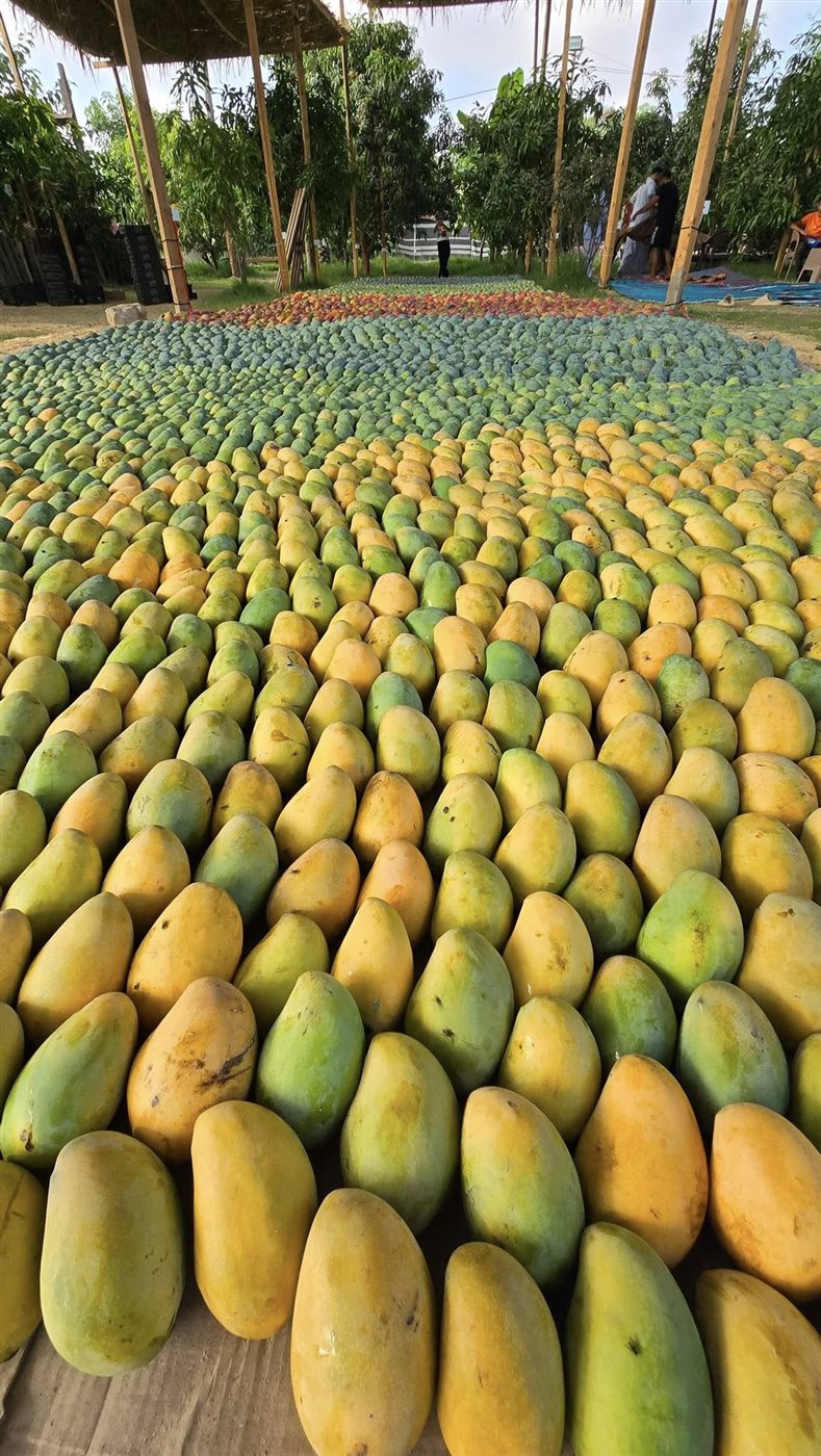 المانجو الاسمعلاوي