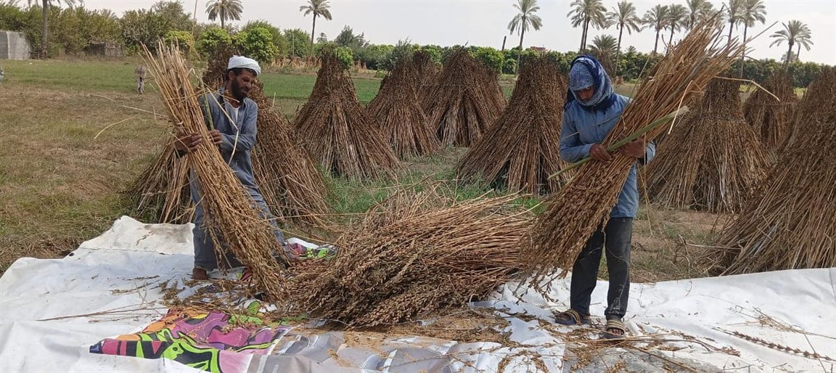 اثناء حصاد محصول السمسم بالاسماعيلية 