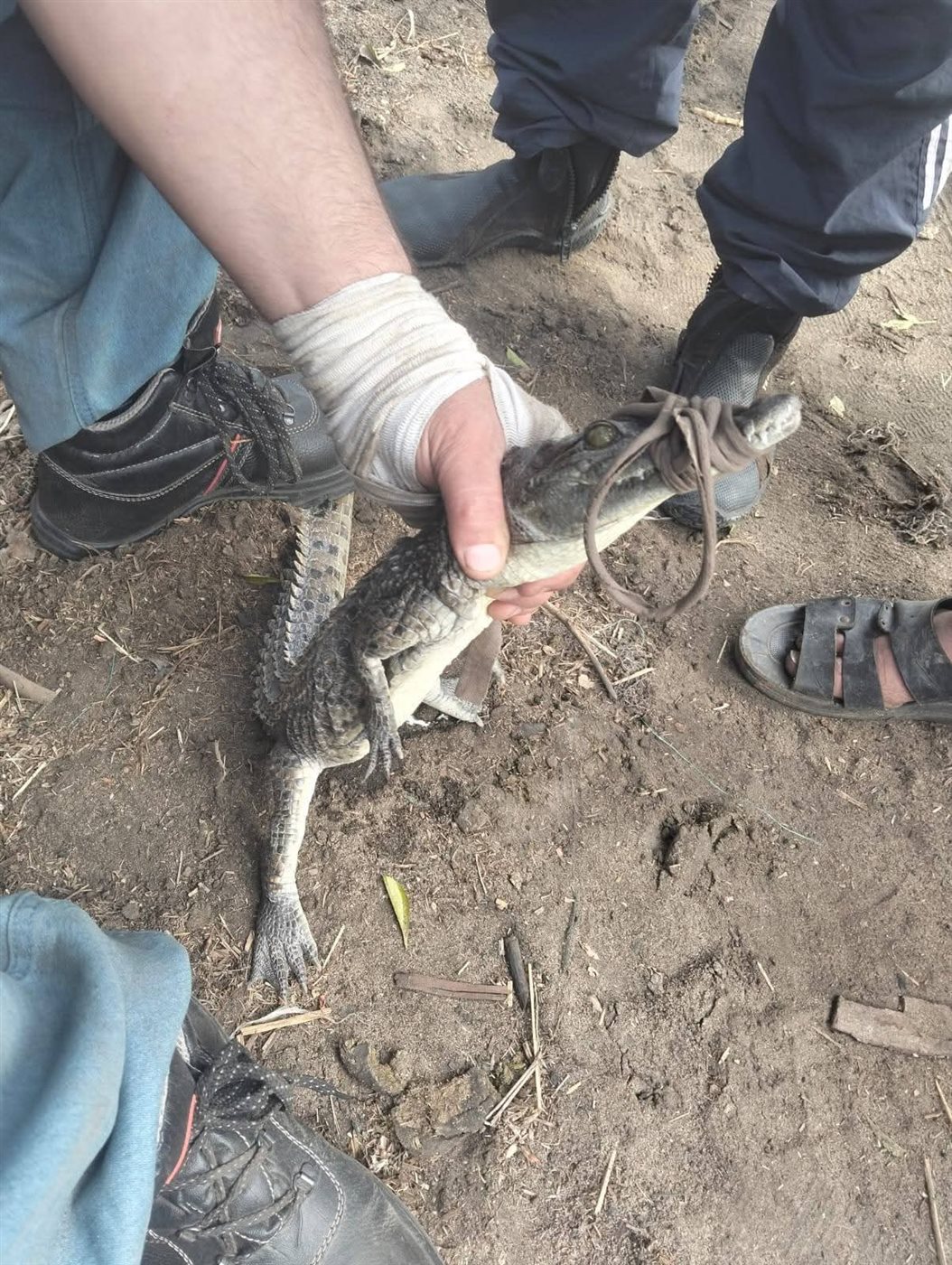 اصطياد التمساح