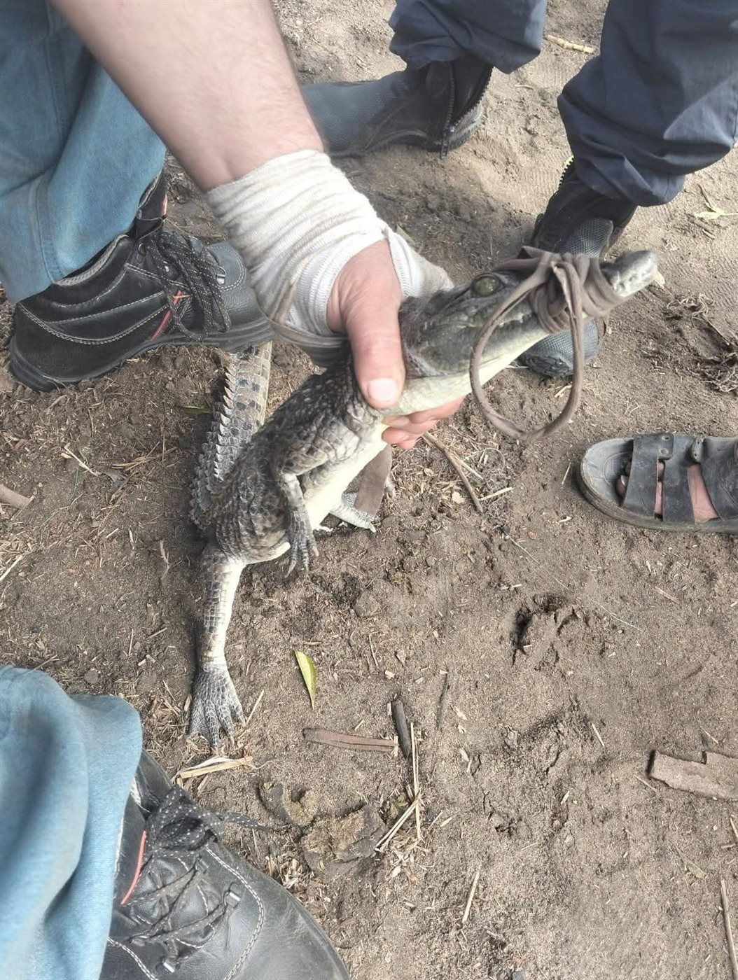 اصطياد التمساح