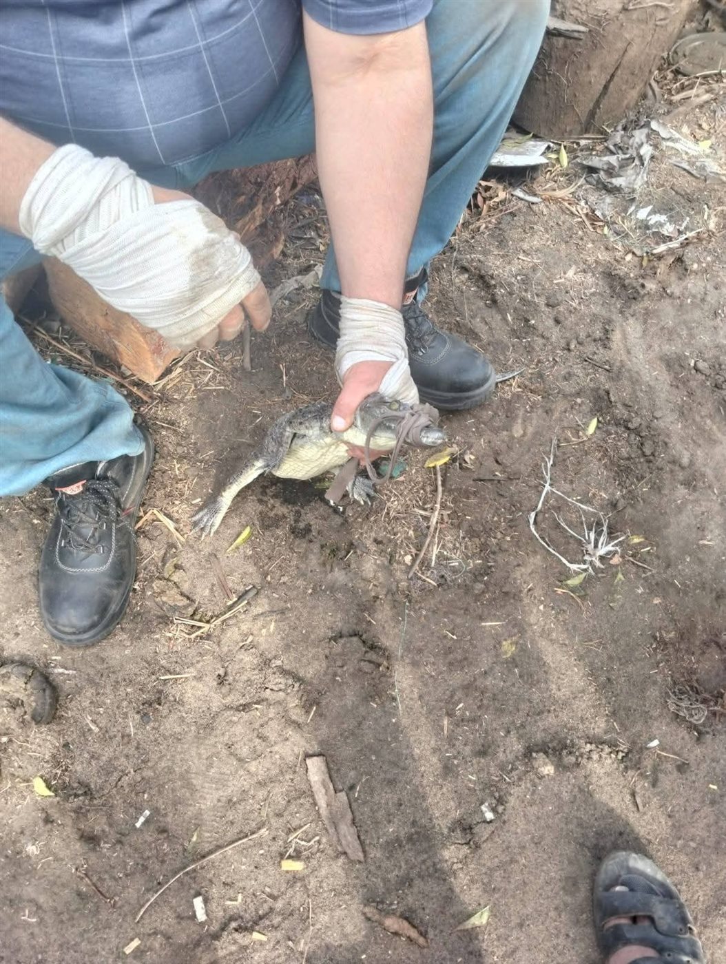 اصطياد التمساح