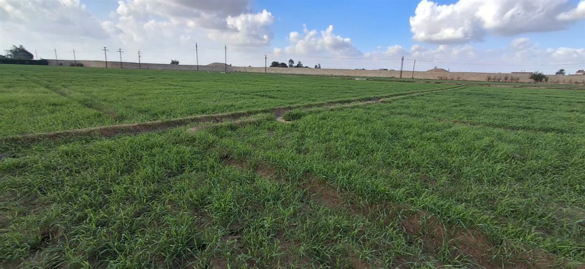 زراعة محصول الأرز بالإسماعيلية