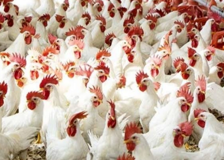 الفراخ الداجنة من داخل أحد المزارع قبل الطرح في الأسواق&nbsp;