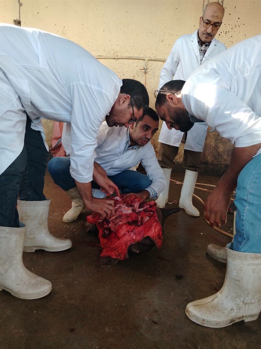لجنة الفحص أثناء معاينة الحالة والتأكد من مدى سلامتها&nbsp;