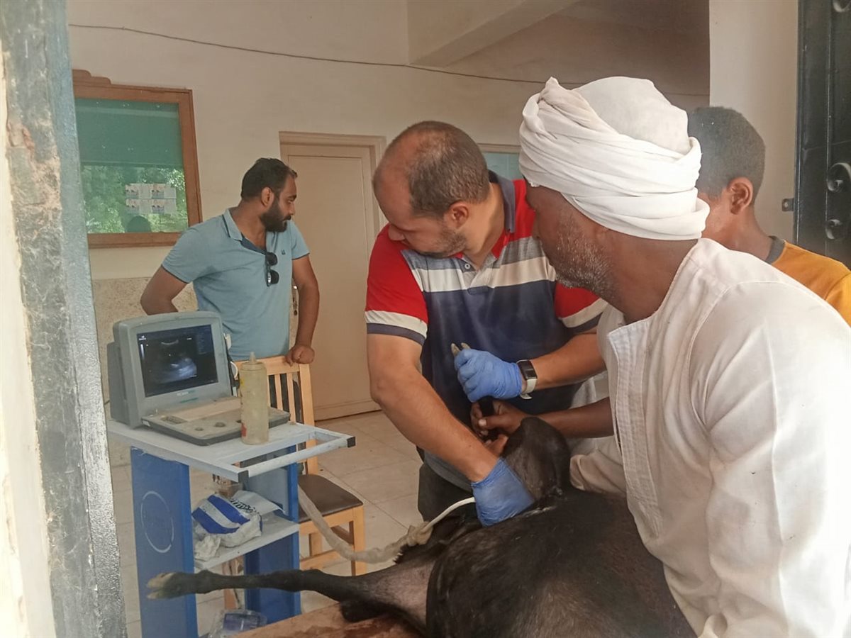 الأغنام أثناء فحص بيطري بالسونار لفحص العشر&nbsp;