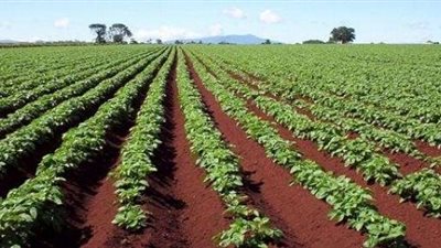 ”الزراعة”: مصر تخلو من الدودة ”الجياشة”