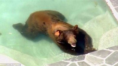 ابتسامة الدب الهارب تثير الرعب في لوس أنجلوس