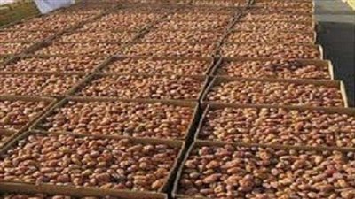 تعرف على .. سبب هبوط أسعار تمور الوادي الجديد