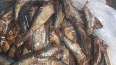 ضبط كميات كبدة وأسماك فاسدة بالقليوبية