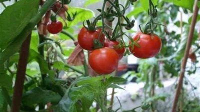 «التقاوي المفيرسة تطارد الفلاحين».. هل تلجأ مصر للإستيراد لحل أزمة الطماطم؟
