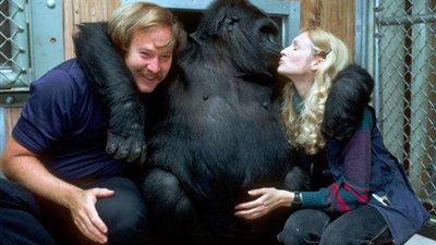 صدمة جراء وفاة أول غوريلا تحدثت إلى البشر (فيديو)