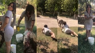 بالفيديو.. الخروف «ينطح» سما المصري