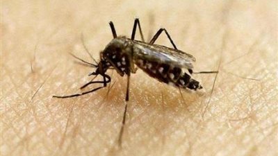 السبب وراء انجذاب البعوض لمن يحملون فصيلة الدم ”o” أكثر من غيرهم