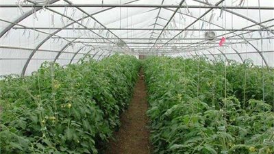 البحوث الزراعية: طرح منتجات الخضر من الصوب الزراعية بالمناطق المختلفة