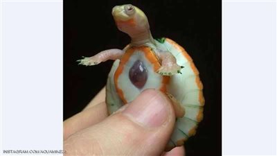 سلحفاة بقلب خارج الجسد تحير الأطباء