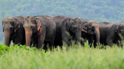 قريبًا.. لحوم الأفيال بالأسواق