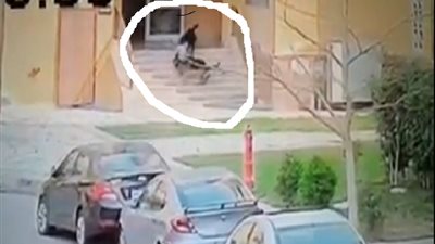 بالفيديو.. أم تلقي بنفسها بين الكلاب الشرسة لحماية طفلها