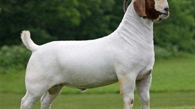 الماعز البور يغزو مصر.. 9 آلاف جنيه ثمنًا للأنثى مقابل 4 كيلو لبن يومياً