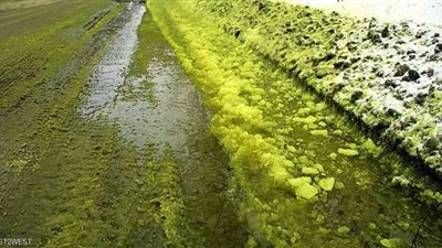 ثلوج خضراء تغزو مدينة روسية والرعب يحتاج السكان