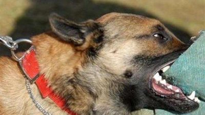 النيابة العامة تقرر ضبط الكلبين اللذين عقرا  طفل 