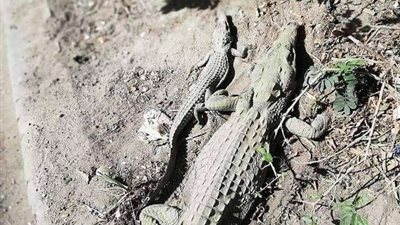 بالصور.. العثور على تمساح بكوم قمامة في المهندسين