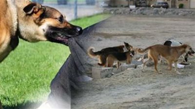 حملة مكبرة للتعامل مع الكلاب الضالة بحي عين شمس