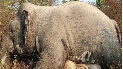 صيادون يقتلون فيل مهدد بالانقراض للحصول على أنيابه الثمنية