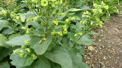 دراسة صادمة: التبغ يعالج مرض السكري وإلتهاب المفاصل