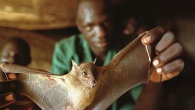 أخطرها زومبي الغزلان.. أمراض تصيب الحيوانات وتنتقل للإنسان