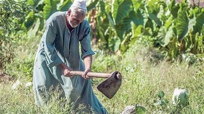 «برلمانية النور» ترفض عقوبة حبس الفلاح