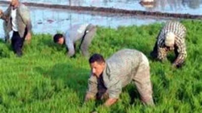 برلماني: نطالب الحكومة بإعادة البحث في قرار تقليص مساحات زراعة الأرز