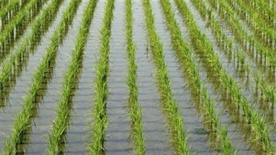 محمد بدوي: الحفاظ على المياه أكثر أهمية من زراعة بعض المحاصيل