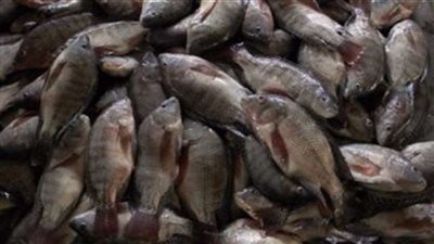 ضبط 4 ألاف كيلو من الأسماك المهربة ببحيرة ناصر