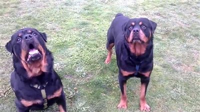 النيابة تتحفظ على 