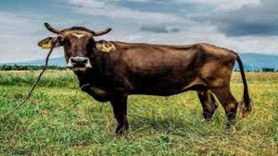 احتجاجات دولية على مواقع التواصل بشأن البقرة ”بينكا”