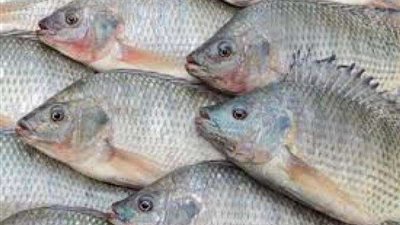 تعرف على أسعار المأكولات البحرية في الأسواق اليوم