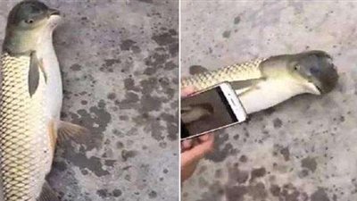 «السمكة الطائرة» لغز مُحير.. جنين مشوّه أم تضرر في النمو (فيديو)