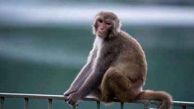 قرد يُسقط ابنه الصغير من على حصان هزاز بطريقة طريفة.. (فيديو)