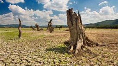 «خبراء» يكشفون خسارة مصر ملايين الجنيهات بسبب الظاهرة.. وتدمير آلاف فدادين القطن