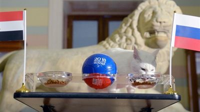 «فال الله ولا فالك»..القط الأصم ”أخيل” يتوقع هزيمة مصر أمام روسيا