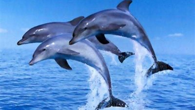 لقطات مؤثرة للحظة ولادة دولفين أمام الجمهور  (فيديو)