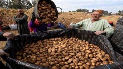 ارتفاع جنوني في أسعار البطاطس التركية.. الواحدة بـ3 جنيه مصري