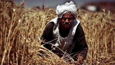 في 4 نقاط.. خبير يضع «روشته علاجية» للنهوض بالقطاع الزراعي