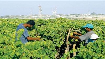 خبير زراعي يطالب الحكومة بالتسويق الجيد للمحاصيل